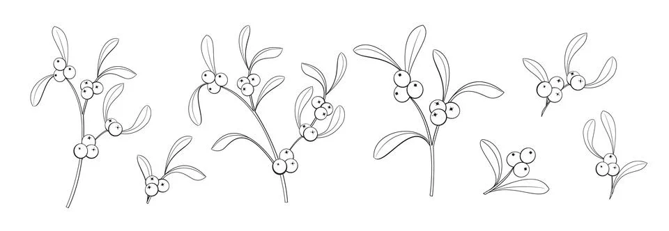 Set of different branches of mistletoe flowers on white background. Stock Illustration