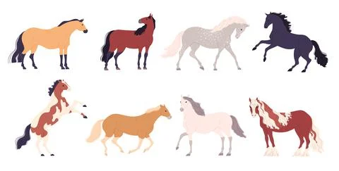 Set of different breeds of horses Vector illustration. Stock Illustration