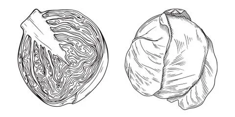 Set of different cabbage isolated on white background. Vector Stock Illustration