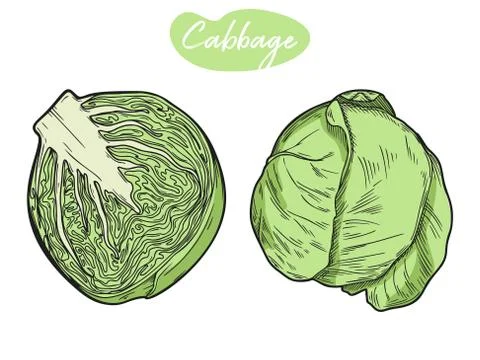 Set of different cabbage isolated on white background. Vector Ilustración de archivo