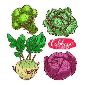 Set of different cabbages Illustrazione stock