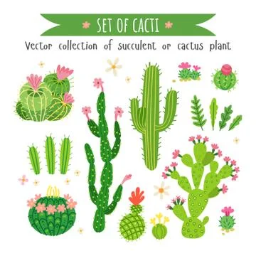 Set of different cactus and a succulents Stock Illustration