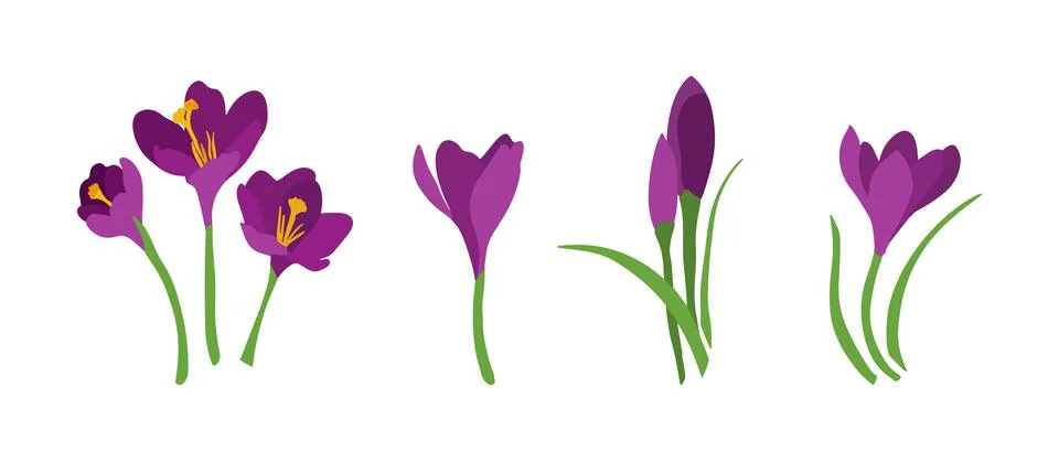 A set of different crocuses for decoration Stock Illustration