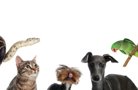 Set with different cute pets on white background Stock Photos