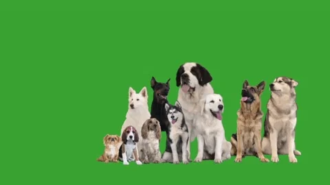 Set of different dogs on a green screen Stock-Footage 99048496
