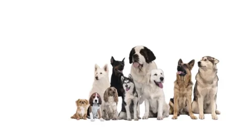 Set of different dogs on white background Stock Footage 99048509