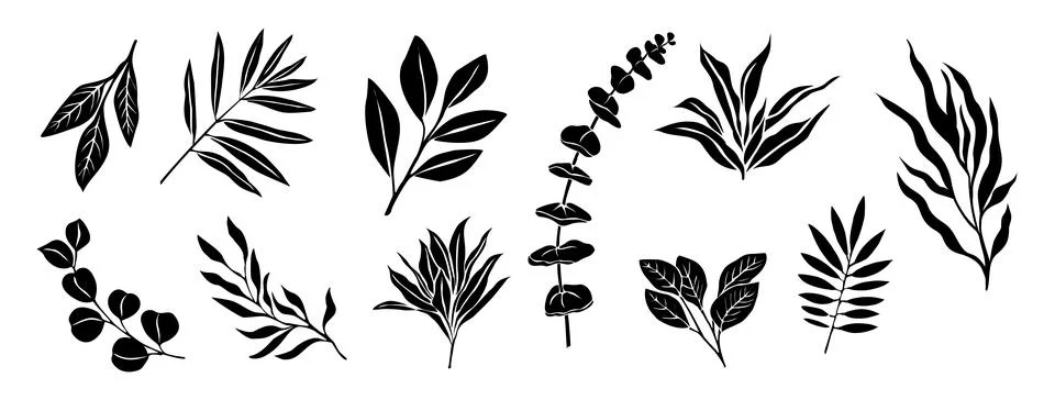 Set of Different Eucalyptus branch, leaves vector. Stock Illustration
