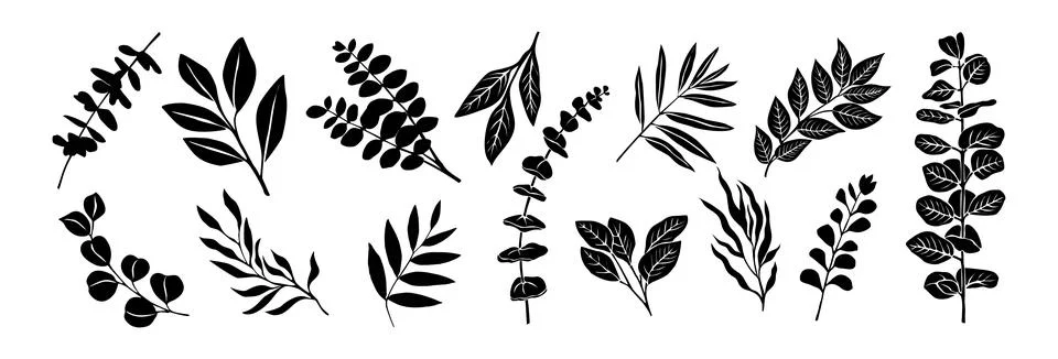 Set of Different Eucalyptus leaves clip art. Illustrazione stock