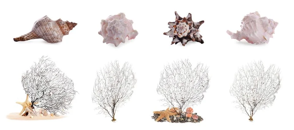 Set of different exotic sea shells and branching corals on white background.. Stock Photos