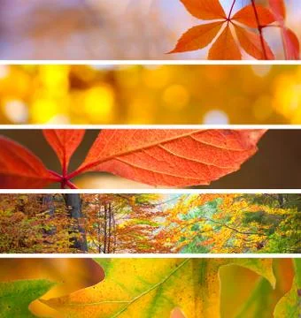 Set of Different Fall Banners - beautiful Autumn season Stock Photos