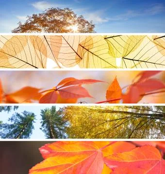 Set of Different Fall Banners - colorful autumn abstract  backgrounds Foto stock