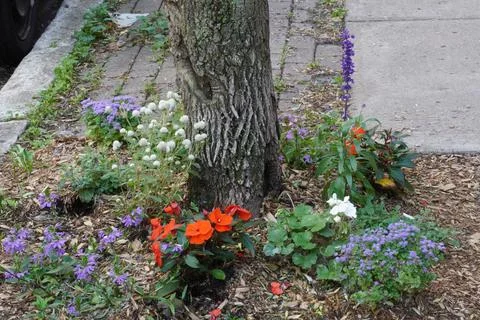 A set of different flowers at the bottom of a tree. Фото