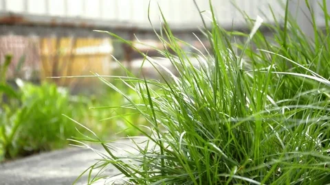 Set of different frames with plants from the garden in the wind in spring Stock Footage 107136920
