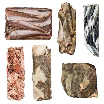 Set of a different frozen fish Stock Photos