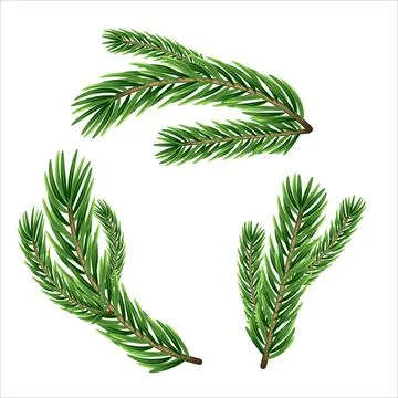 A set of different Green, realistic branch of fir. Fir branches. Isolated on  Stock Illustration