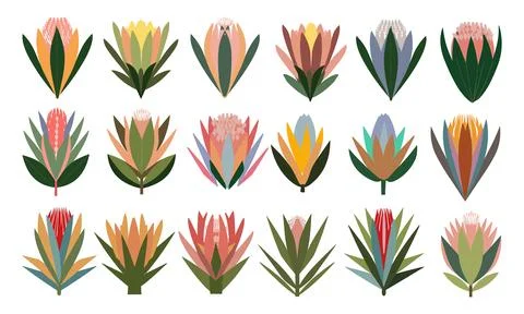 Set of different hand drawn protea flowers. Stock Illustration