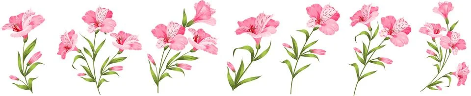 Set of different hibiscus on white background Stock Illustration