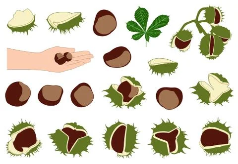 Set of different horse chestnuts Stock Illustration