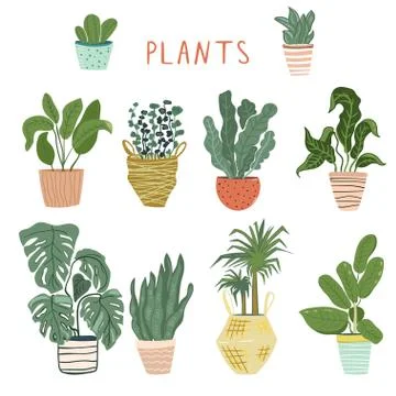 Set of different house plants Stock Illustration