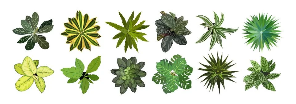 Set of different house plants top view. Vector illustrations isolated. Stock Illustration