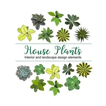 Set of different house plants top view vector. Stock Illustration