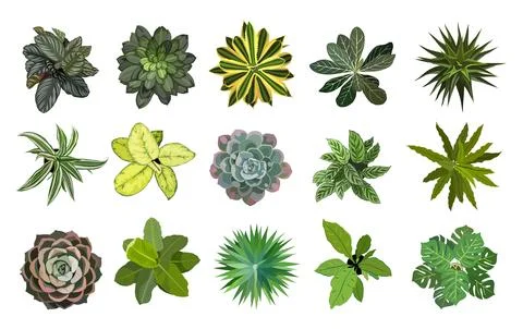 Set of different house plants top view vector. Stock Illustration
