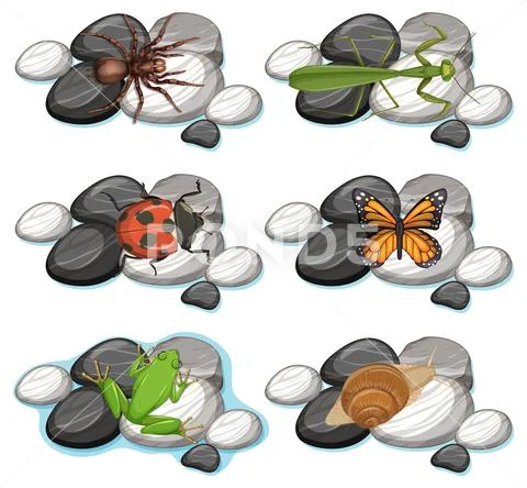 Set of different insects isolated on white background: Graphic #153003961