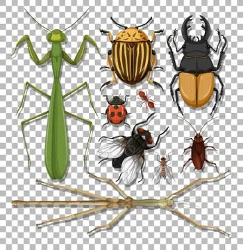Set of different insects on transparent background Stock Illustration