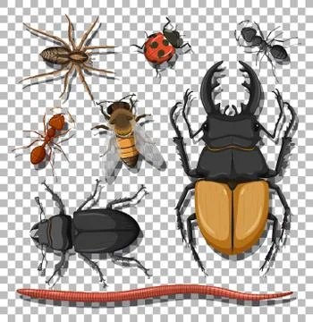 Set of different insects on transparent background Stock Illustration