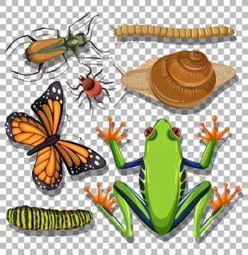 Set of different insects on transparent background Stock Illustration