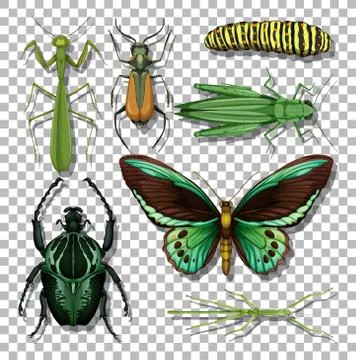 Set of different insects on transparent background Stock Illustration