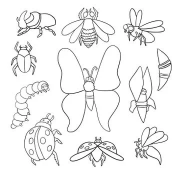 A set of different insects. Vector outlines for coloring 스톡 일러스트