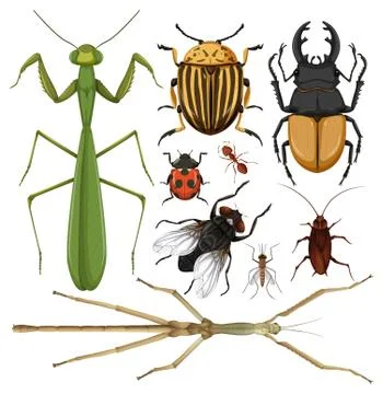 Set of different insects on white background Stock Illustration
