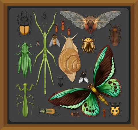 Set of different insects in wooden frame background Stock Illustration