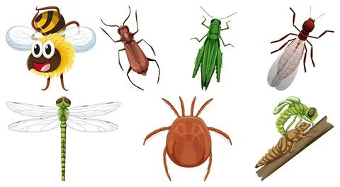 Set of different kinds of insects Illustrazione stock
