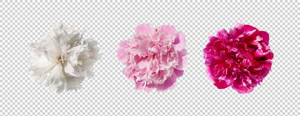 Set of different with light pink, dark pink, white peony flowers isolated 스톡 사진