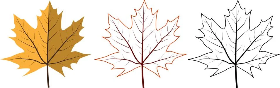 Set of different maple leaves. Includes contour and black outline leaves Stock Illustration