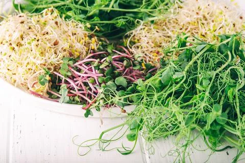 A set of different microgreens in a plant. Stock Photos