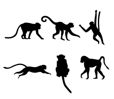 Set of different monkey silhouettes isolated on white. Capuchin monkey and Stock Illustration