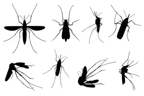 Set of different mosquitoes Illustrazione stock