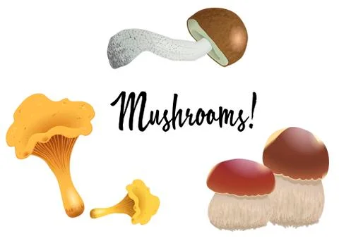 A set of different mushrooms isolated on white background. Orange cap boletus Stock Illustration