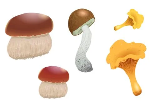 A set of different mushrooms isolated on white background. Orange cap boletus Stock Illustration