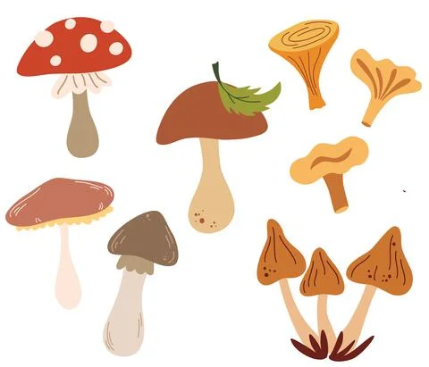 Set of different mushrooms. Types of Autumn Mushroom, Cep, chanterelle, honey Stock Illustration