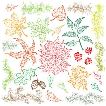 Set of different nuts leaves, hand drawn. Stock Illustration
