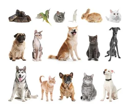 Set of different pets on white background Foto stock
