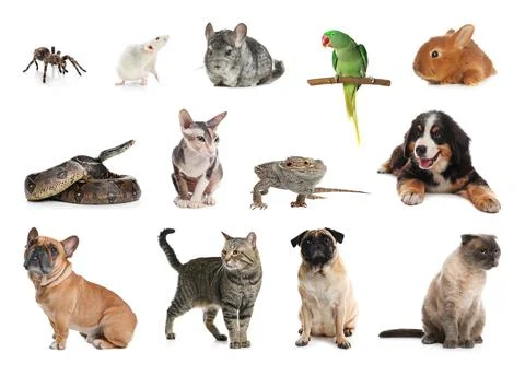 Set of different pets on white background Photos