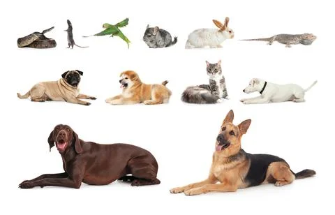 Set of different pets on white background 스톡 사진