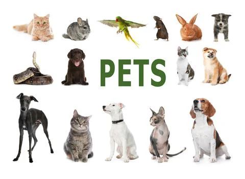 Set of different pets on white background Photos