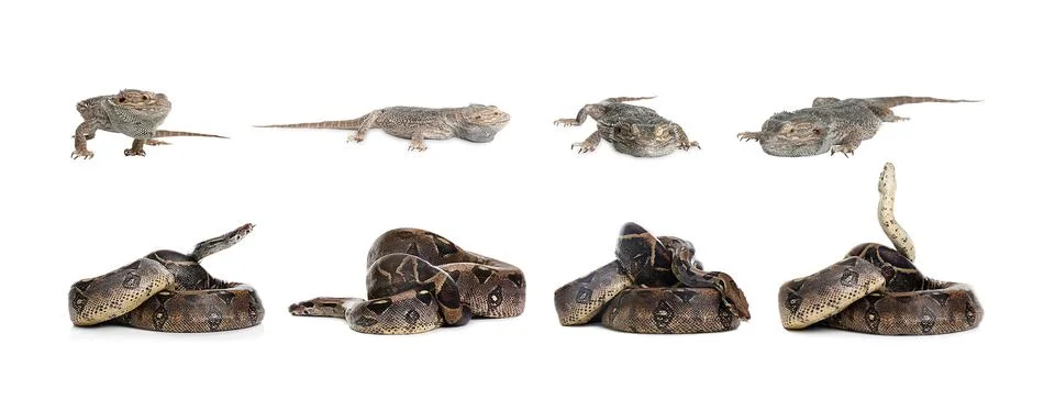 Set of different pets on white background. Banner design Photos