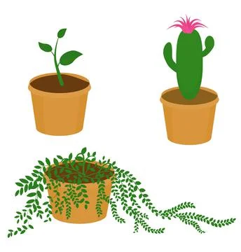 Set of different potted plant isolated on white Illustrazione stock